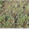 musch cribrellum hostplant1 volg